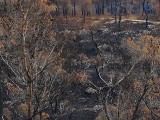 Carmel-After-Fire-8-jan-2011-P1540610.jpg