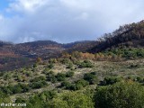 Carmel-After-Fire-8-jan-2011-P1540652.jpg