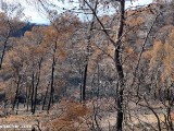 Carmel-After-Fire-8-jan-2011-P1540664.jpg