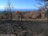 Carmel-After-Fire-8-jan-2011-P1540678.jpg
