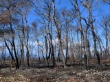 Carmel-After-Fire-8-jan-2011-P1540698.jpg