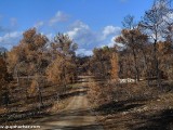 Carmel-After-Fire-8-jan-2011-P1540718.jpg