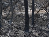 Carmel-After-Fire-P1530577.jpg