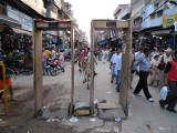 Puzzled cow on Main Bazar entrance