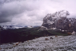 Sheep above Val Gardena