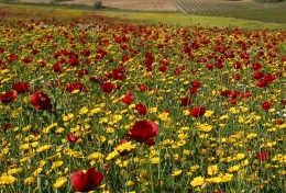 colorful_field_8418_Guy_Shachar