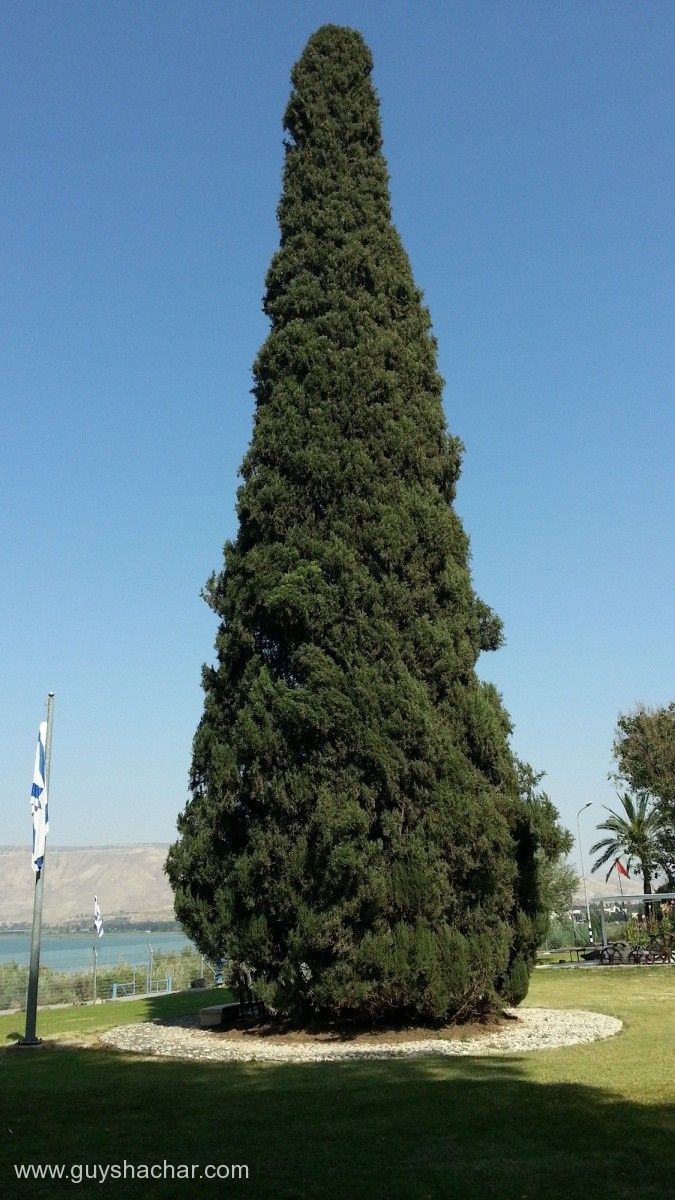Деревья израиля названия