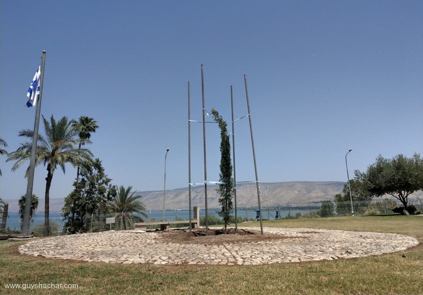 Israel-Tree-Degania-Alef-IMAG0911