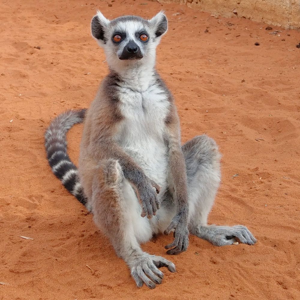 Madagascar_Reniala_IMAG4002