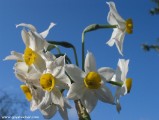 Narcissus blossom in December