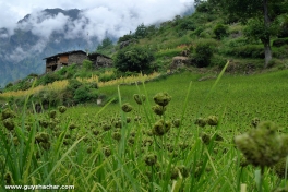 Tsum_Valley_Nepal_Trek_P1710397.jpg