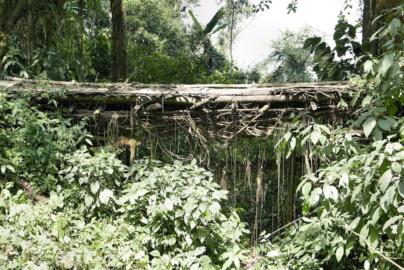 Root Bridges - Nyahnyu I