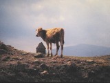 Lonely cow, remains and traveler in deserted Ani