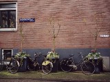 three_bikes_flowers.jpg
