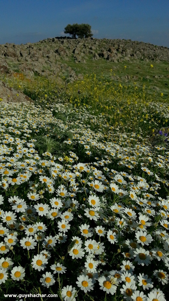 Arbel_Karnei_Hitin_20150316_152118