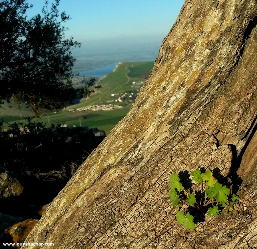 Arbel_Karnei_Hitin_20150316_164554