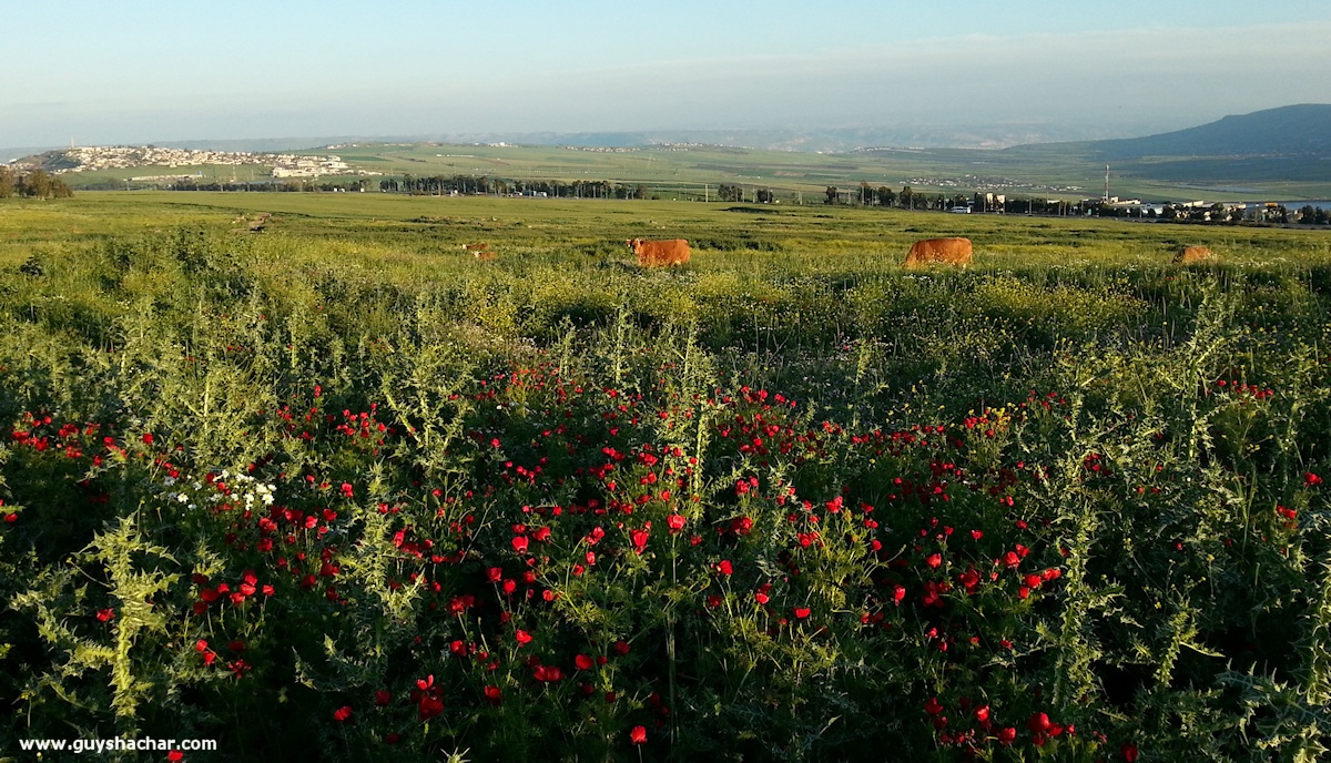 Arbel_Karnei_Hitin_20150316_171026