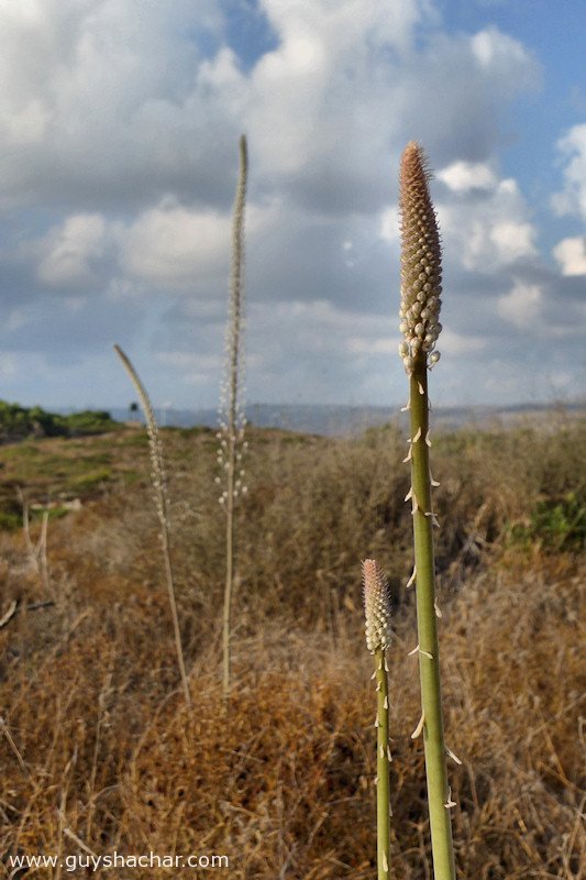 Atlit-Hatzavim-Squills-P1690785.jpg