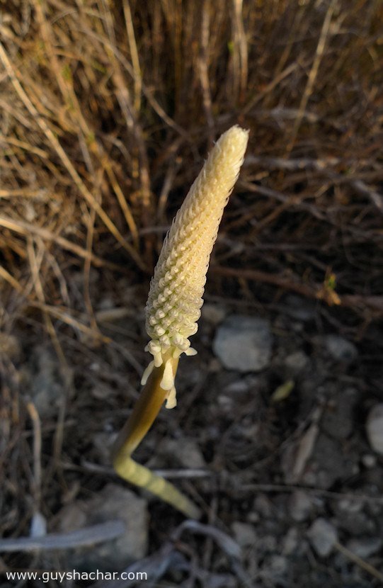 Atlit-Hatzavim-Squills-P1690798.jpg