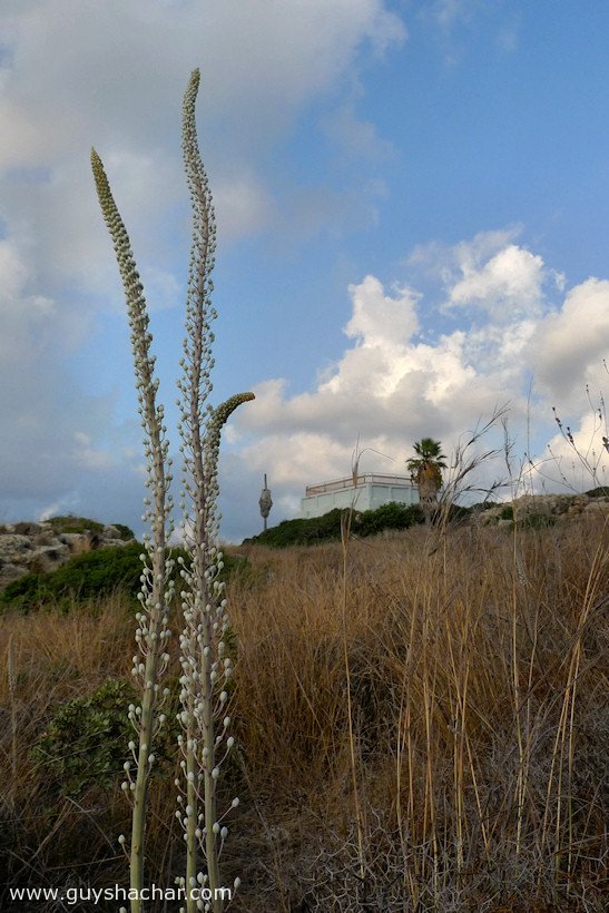 Atlit-Hatzavim-Squills-P1690804.jpg