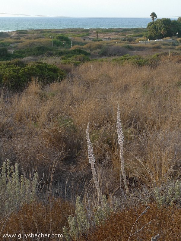 Atlit-Hatzavim-Squills-P1690820.jpg