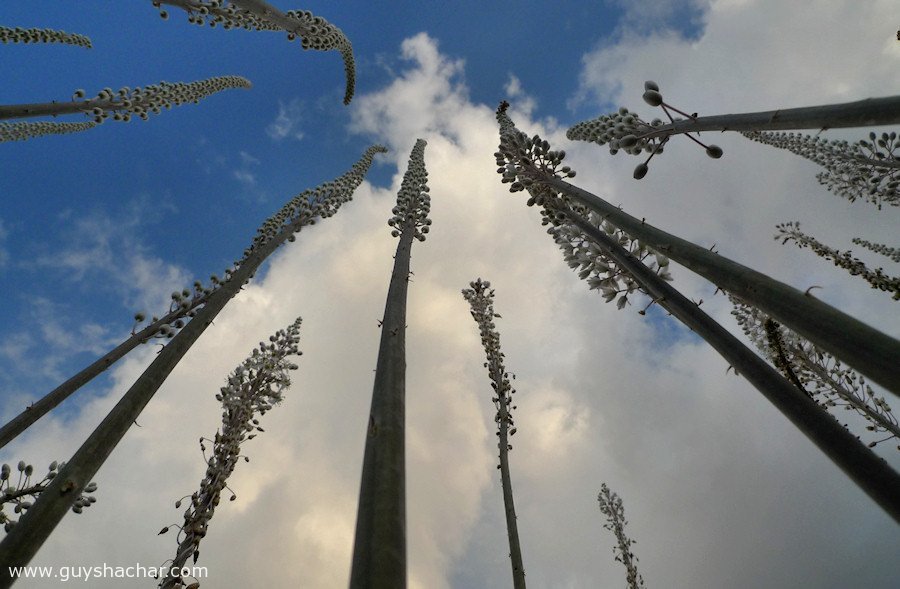 Atlit-Hatzavim-Squills-P1690833.jpg