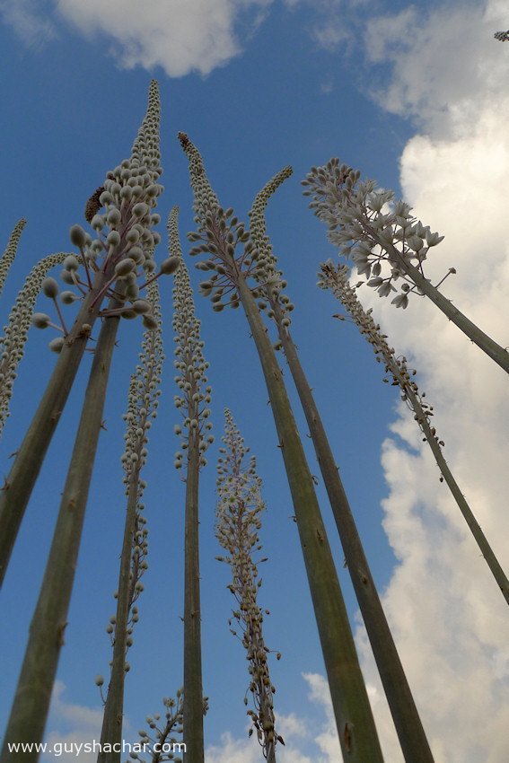 Atlit-Hatzavim-Squills-P1690840.jpg