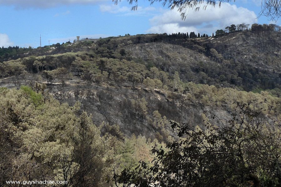Carmel-After-Fire-P1530757.jpg