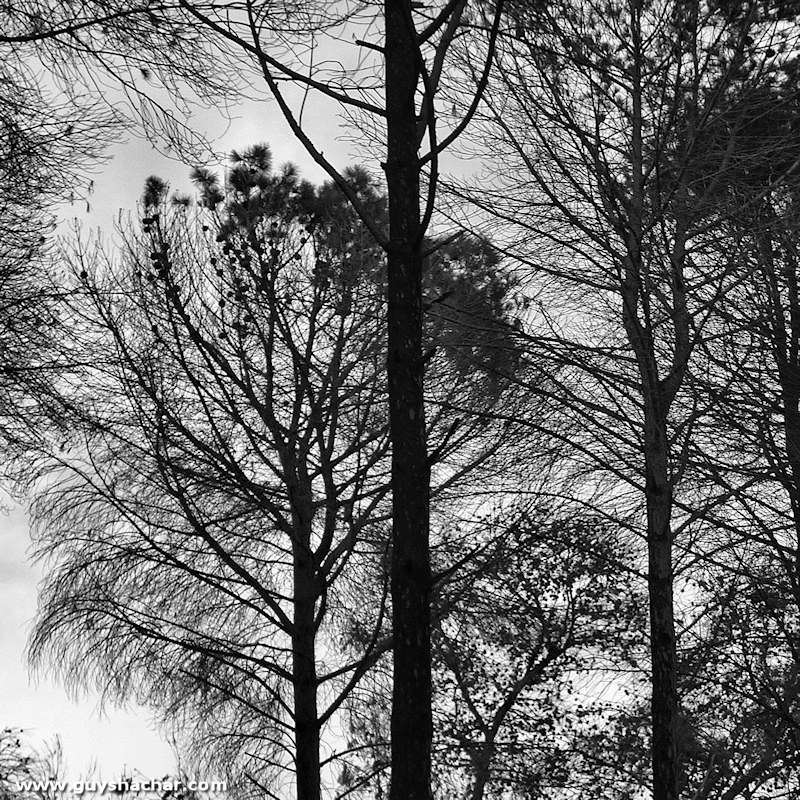 Carmel_Post_Fire_P1660934.JPG