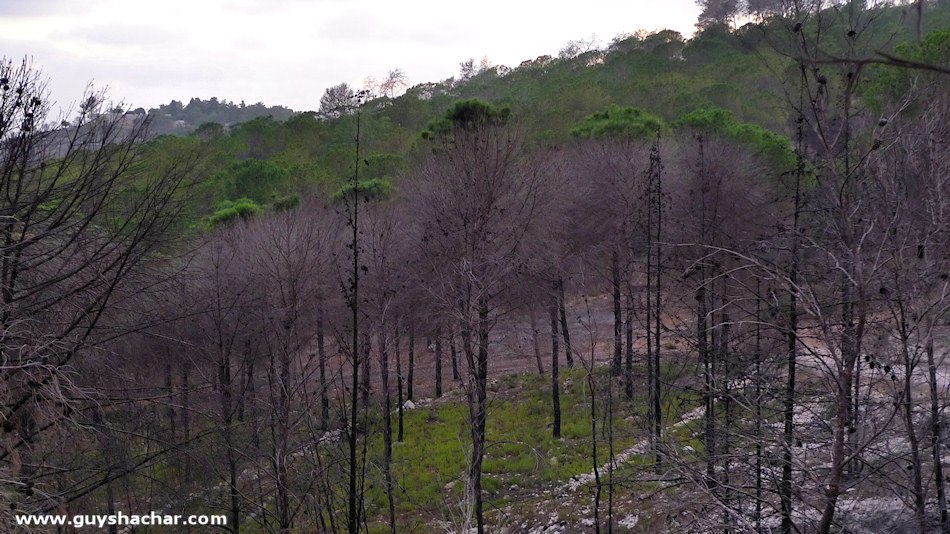 Carmel_Post_Fire_P1660954.JPG