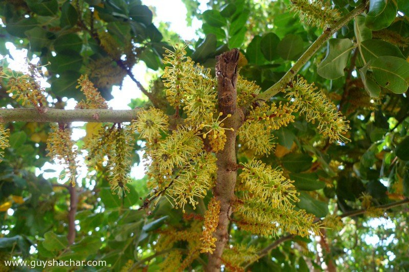 carob-haruv-p1520202.jpg