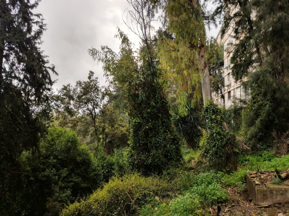 forest-trails-imag8174