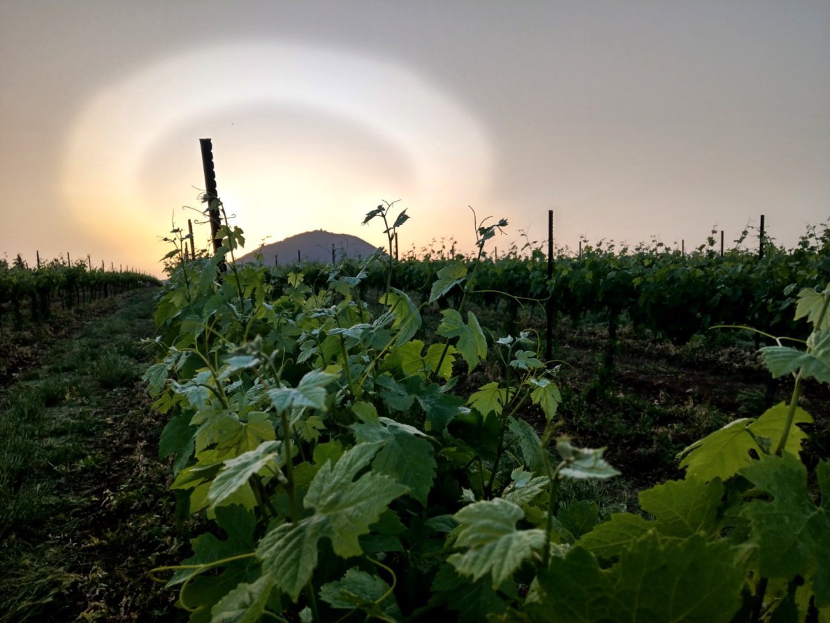 tabor_vines_imag8421s