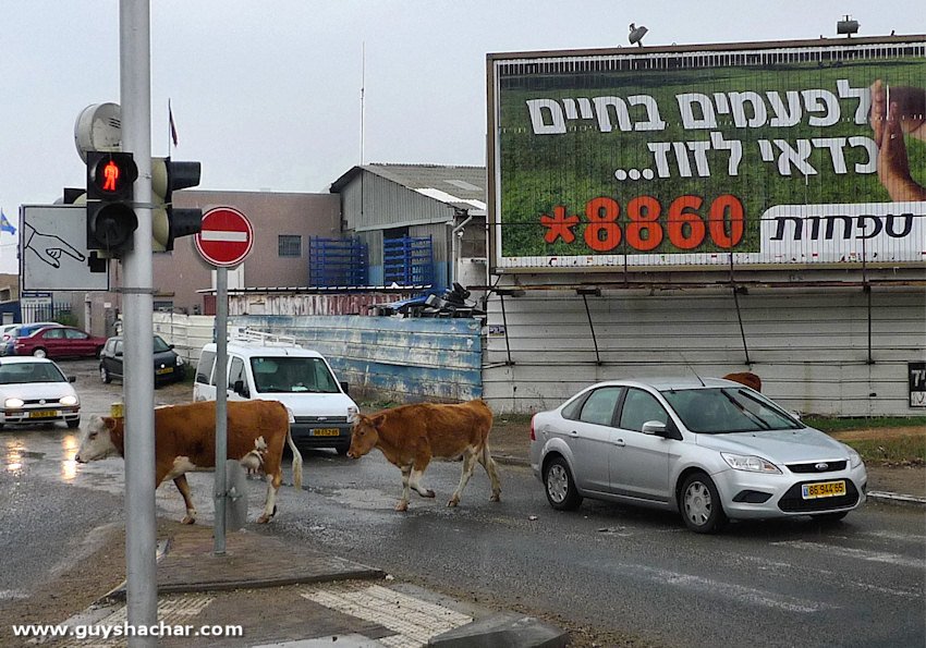 Cows_in_Haifa_P1540548.JPG