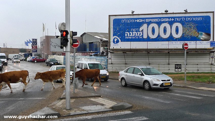 Cows_in_Haifa_P1540549.JPG