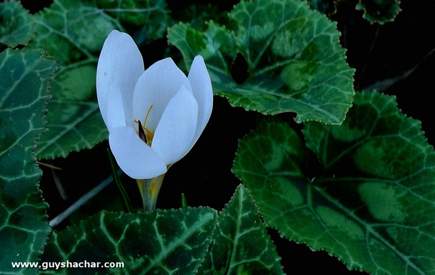 crocus_P1760788.jpg