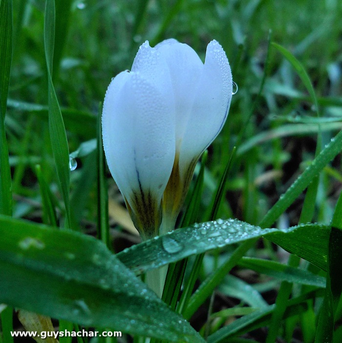 crocus_P1760791.jpg