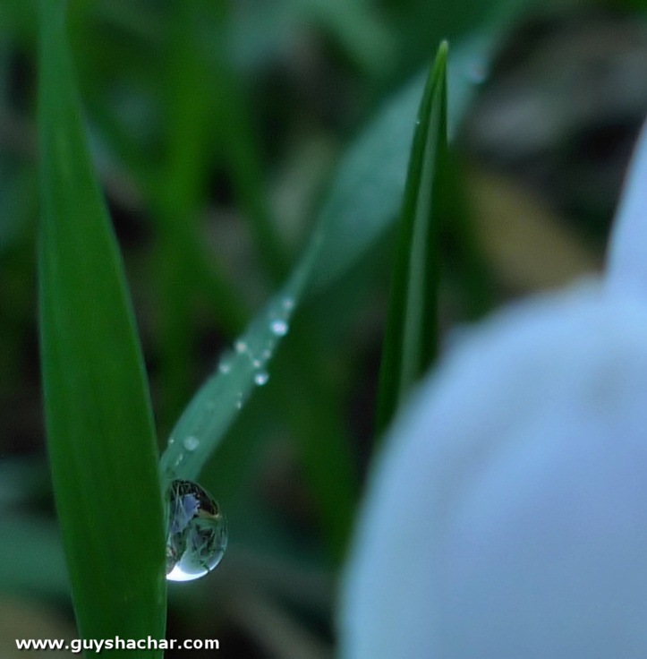 crocus_P1760800.jpg
