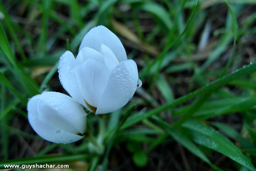 crocus_P1760803.jpg