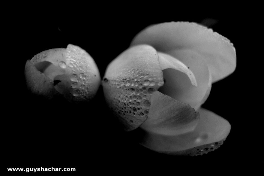 crocus_P1760813.jpg