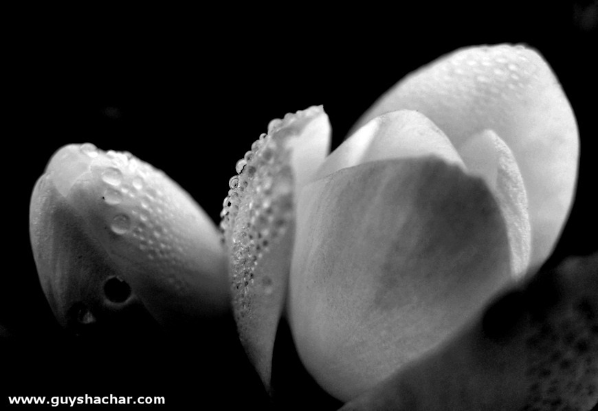 crocus_P1760815.jpg