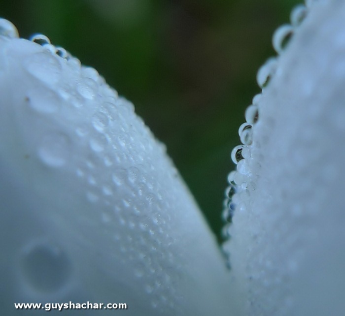 crocus_P1760816.jpg