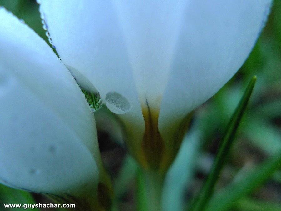 crocus_drops_1760807.jpg