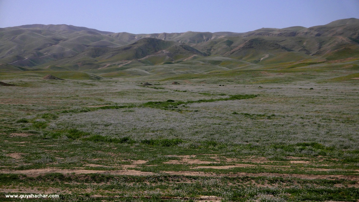 Judean_Desert_Dead_Sea_Flowers_P1010155