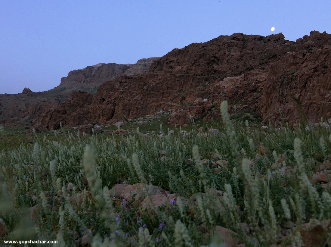 Judean_Desert_Dead_Sea_Flowers_P1010537