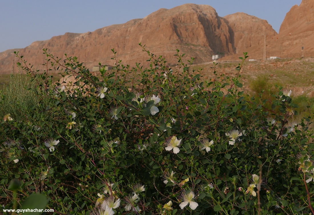 Judean_Desert_Dead_Sea_Flowers_P1010621