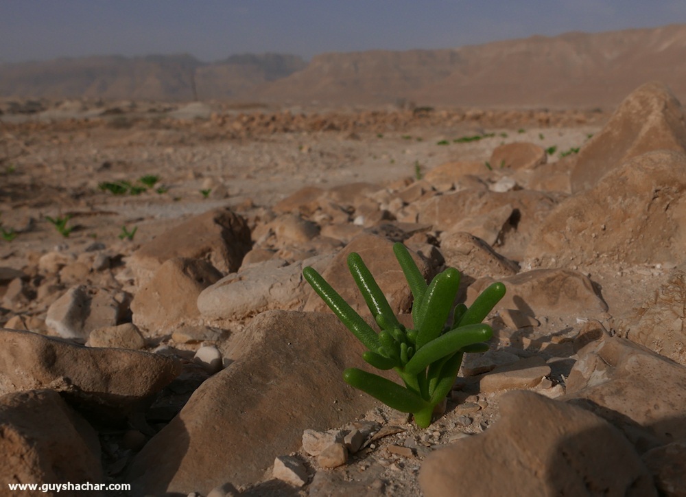 Judean_Desert_Dead_Sea_Flowers_P1010690