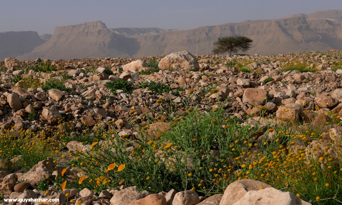 Judean_Desert_Dead_Sea_Flowers_P1010697