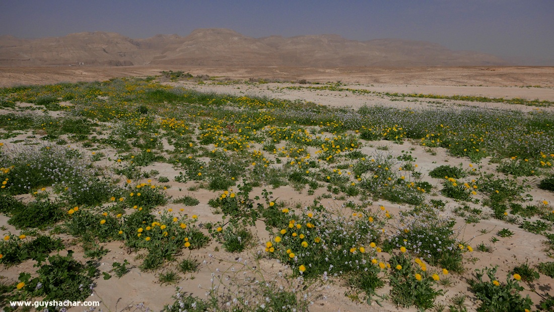 Judean_Desert_Dead_Sea_Flowers_P1010777