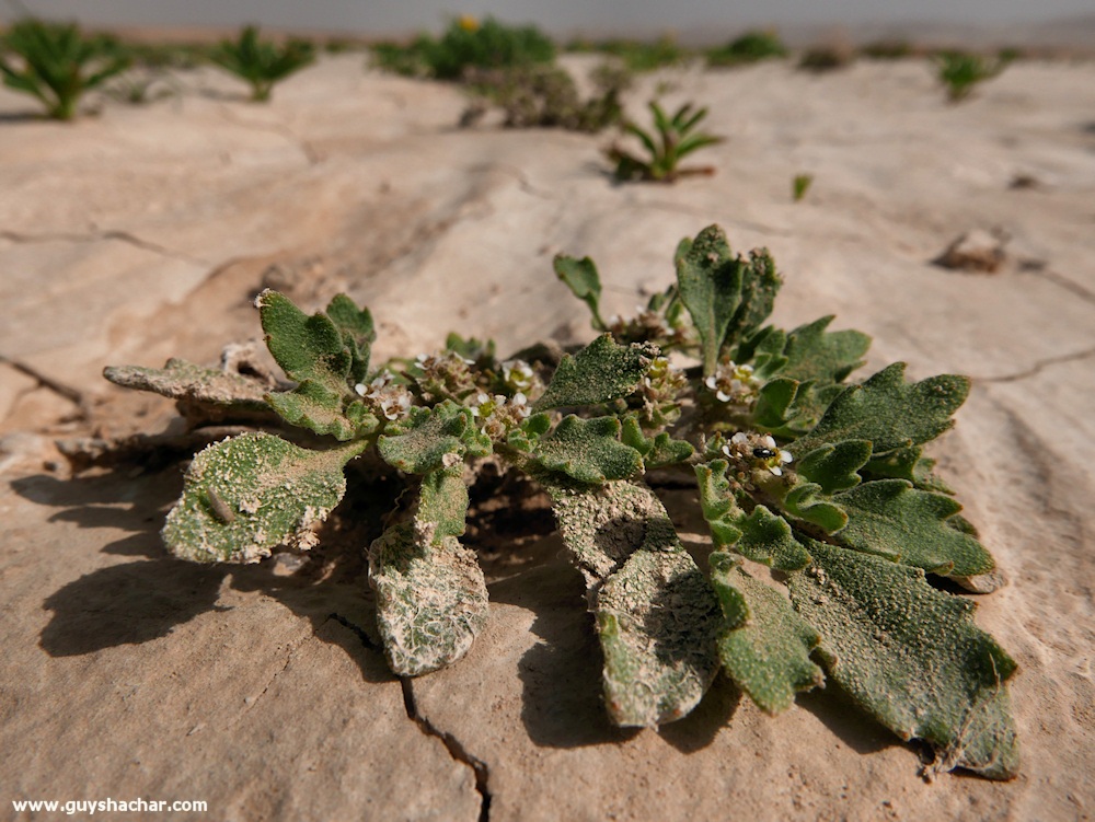 Judean_Desert_Dead_Sea_Flowers_P1010787